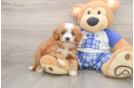 Cavapoo Puppy for Adoption
