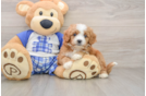 Happy Cavapoo Baby