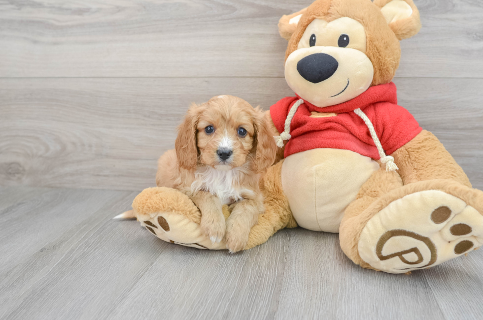 5 week old Cavapoo Puppy For Sale - Puppy Love PR