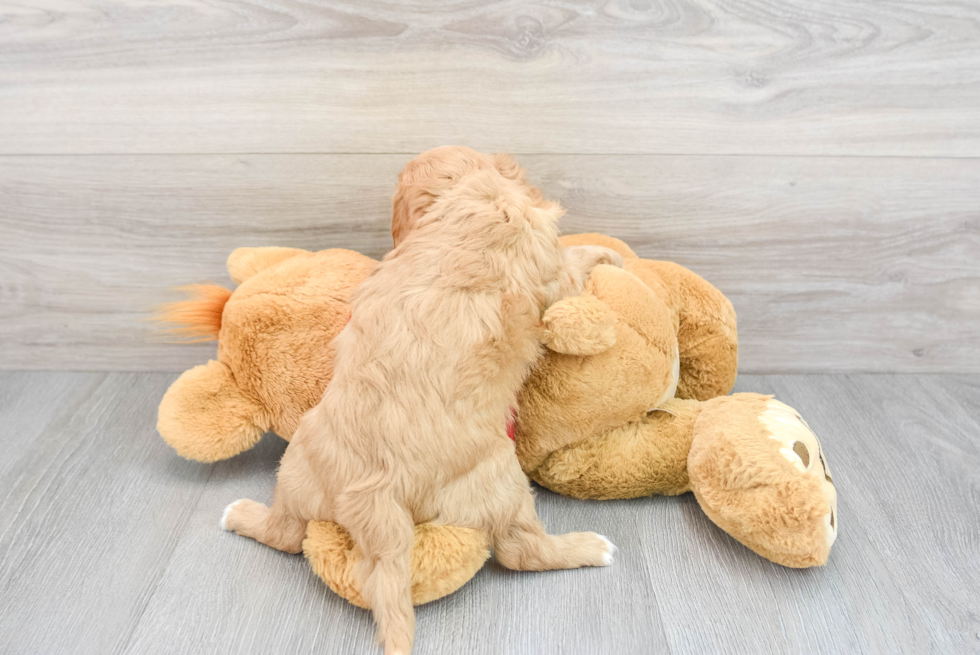 Cavapoo Pup Being Cute