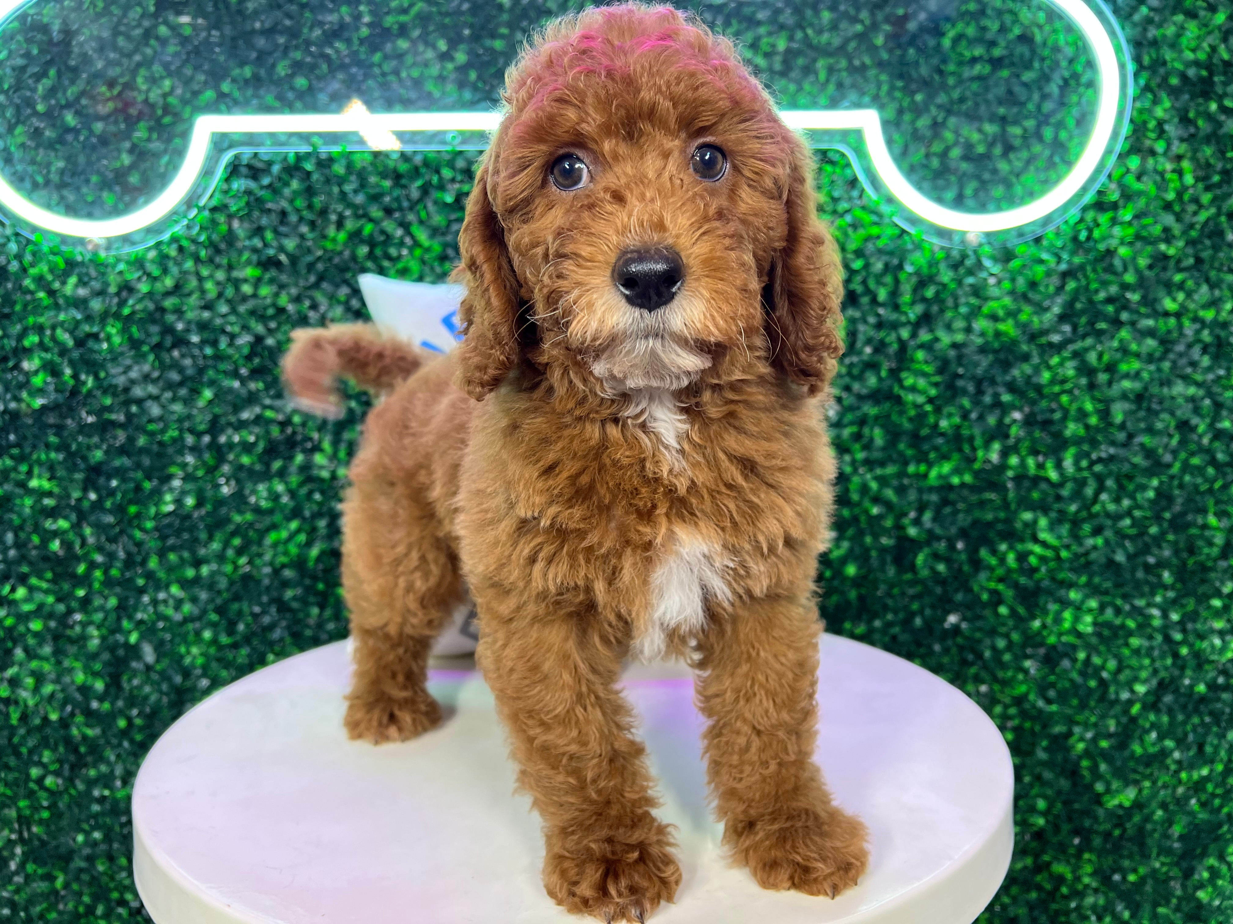 Cute Cavoodle Poodle Mix Puppy