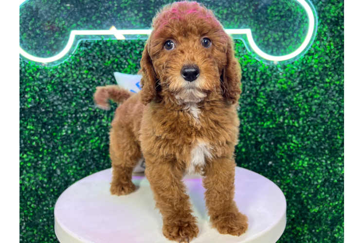 Meet Atticus - our Cavapoo Puppy Photo 1/4 - Puppy Love PR Cute Cavoodle Poodle Mix Puppy