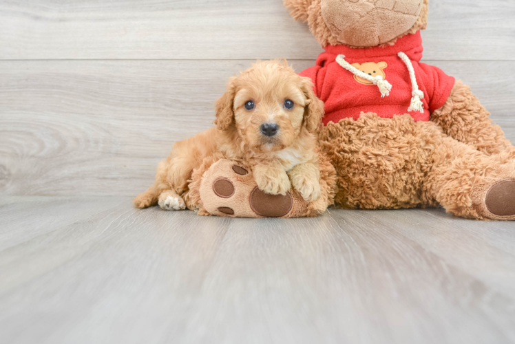 Meet Atticus - our Cavapoo Puppy Photo 1/3 - Puppy Love PR Best Cavapoo Baby
