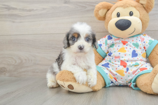 Cute Cavapoo Baby
