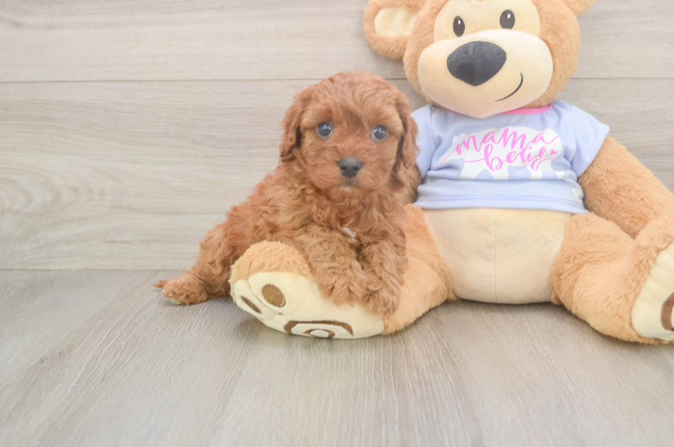 5 week old Cavapoo Puppy For Sale - Puppy Love PR