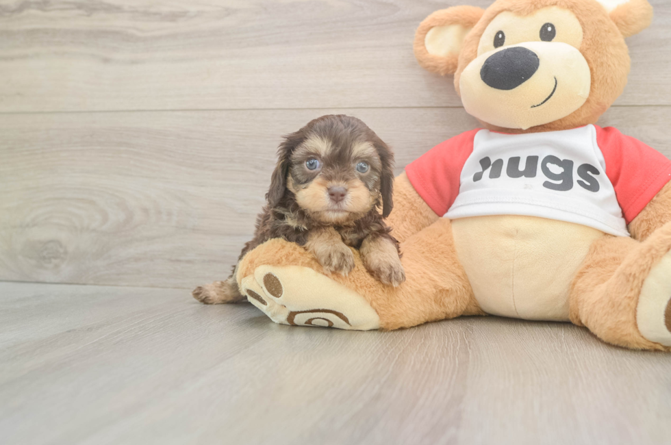 5 week old Cavapoo Puppy For Sale - Puppy Love PR