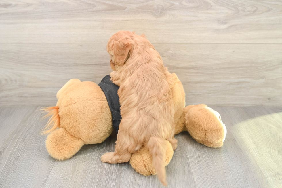 Smart Cavapoo Poodle Mix Pup