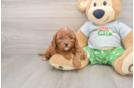 Funny Cavapoo Poodle Mix Pup