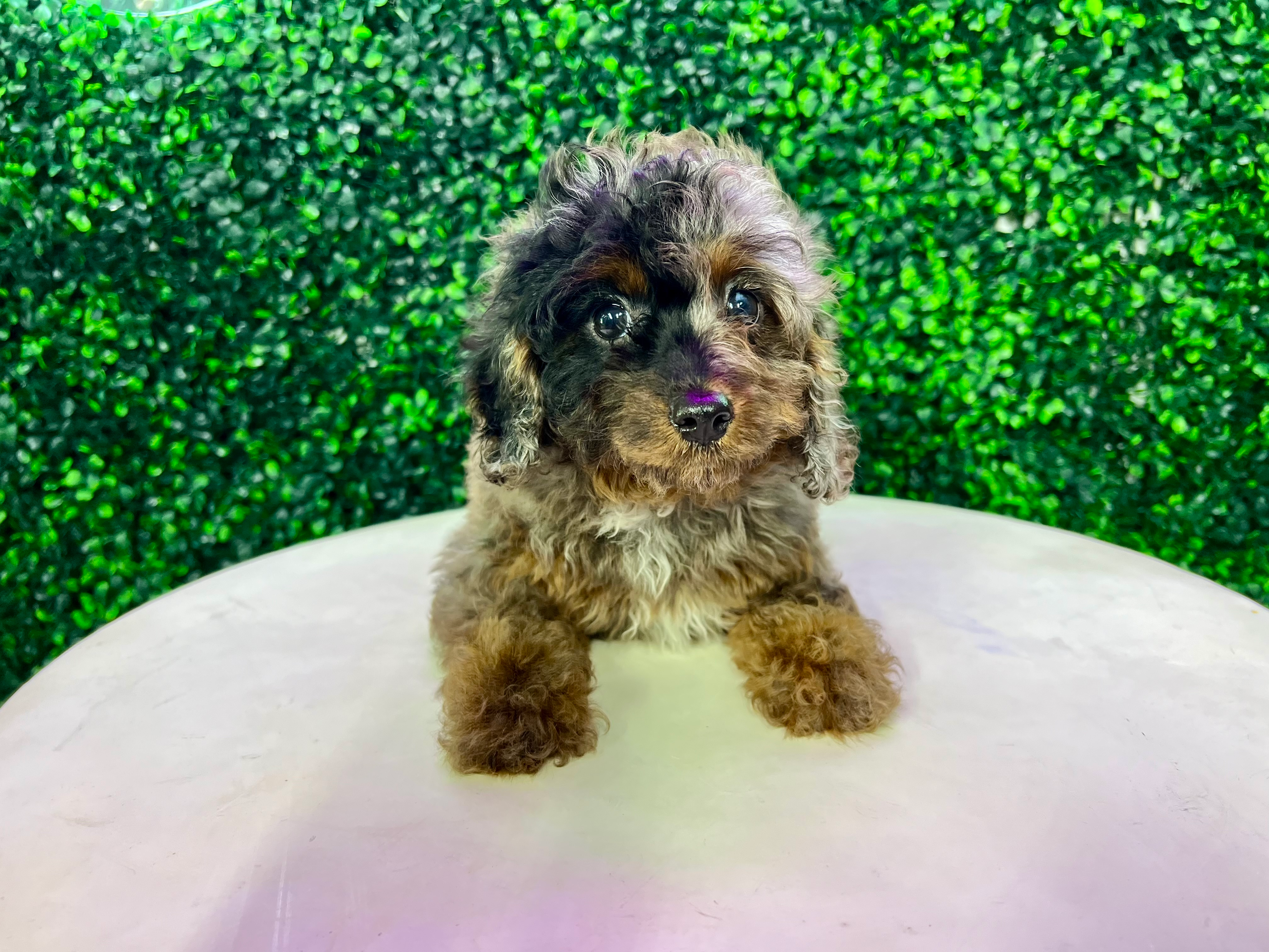 Cavapoo Puppy for Adoption