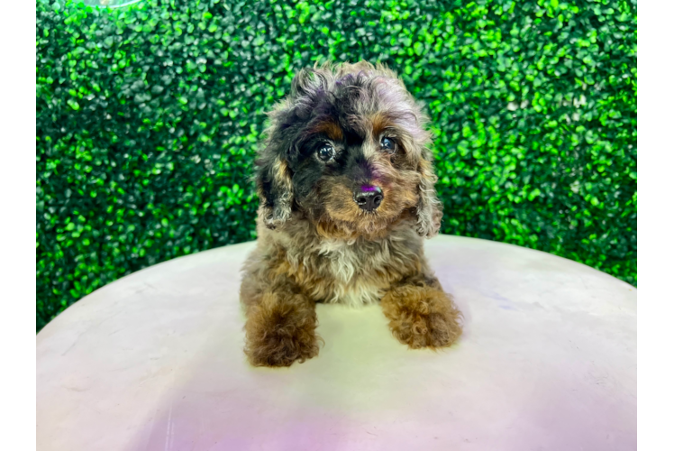 Meet Becca - our Cavapoo Puppy Photo 1/4 - Puppy Love PR Cavapoo Puppy for Adoption