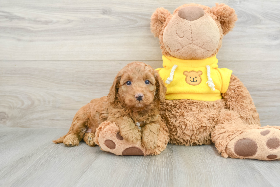 Adorable Cavalier King Charles Spaniel and Poodle Mix Poodle Mix Puppy