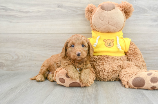 Adorable Cavalier King Charles Spaniel and Poodle Mix Poodle Mix Puppy