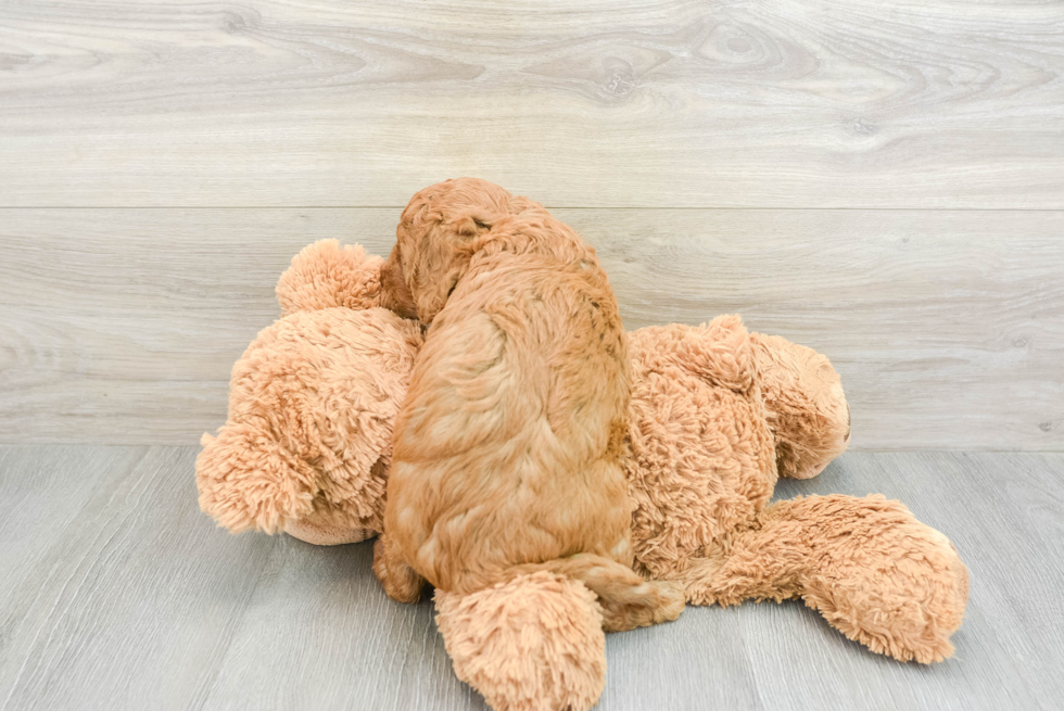 Little Cavipoo Poodle Mix Puppy