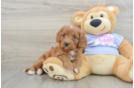 Friendly Cavapoo Baby