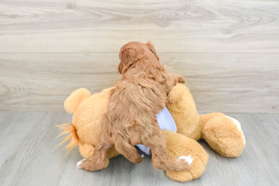 Friendly Cavapoo Baby