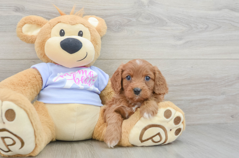 6 week old Cavapoo Puppy For Sale - Puppy Love PR