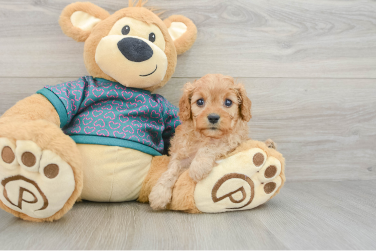 Best Cavapoo Baby