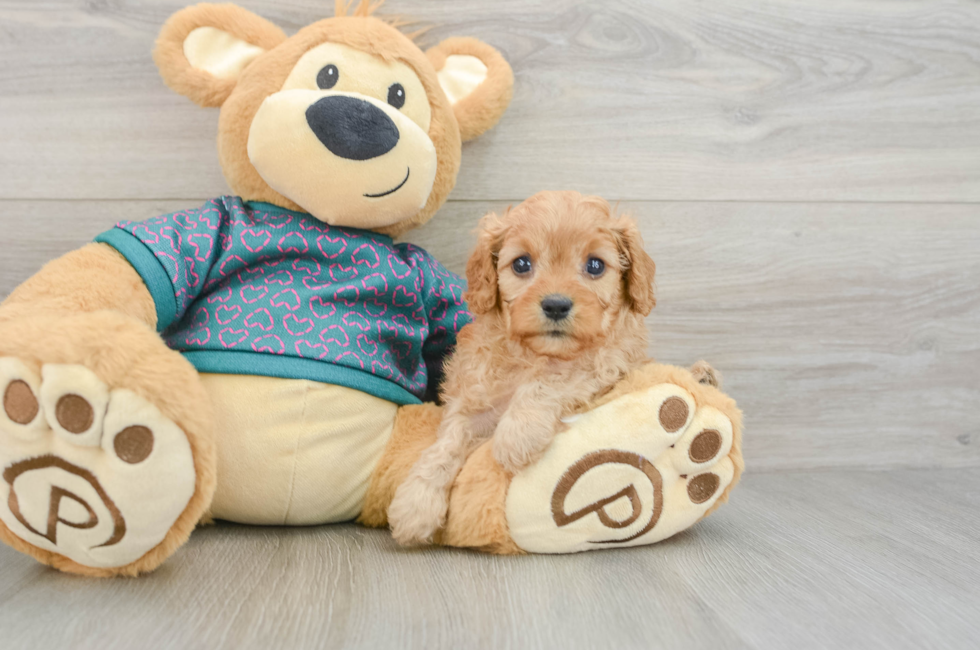 6 week old Cavapoo Puppy For Sale - Puppy Love PR
