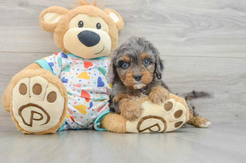 6 week old Cavapoo Puppy For Sale - Puppy Love PR