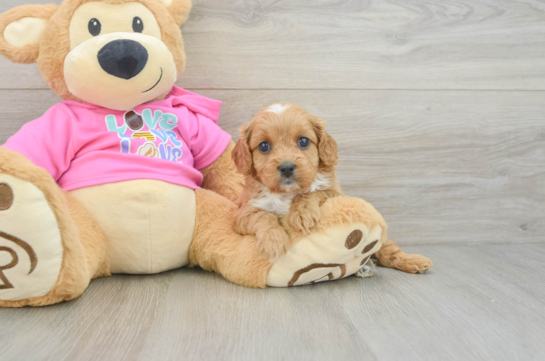 Friendly Cavapoo Baby