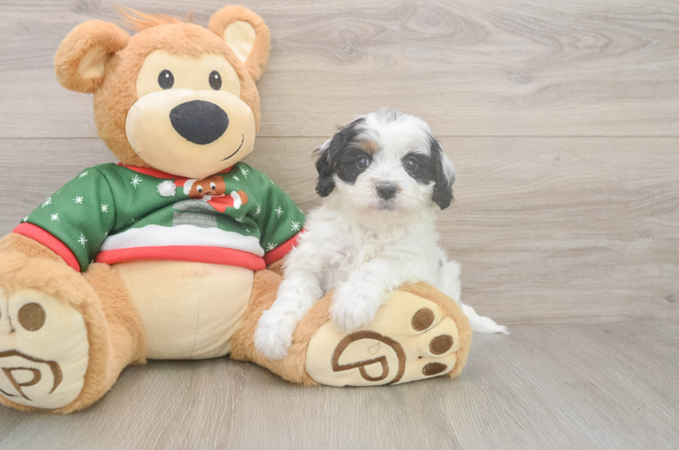 5 week old Cavapoo Puppy For Sale - Puppy Love PR