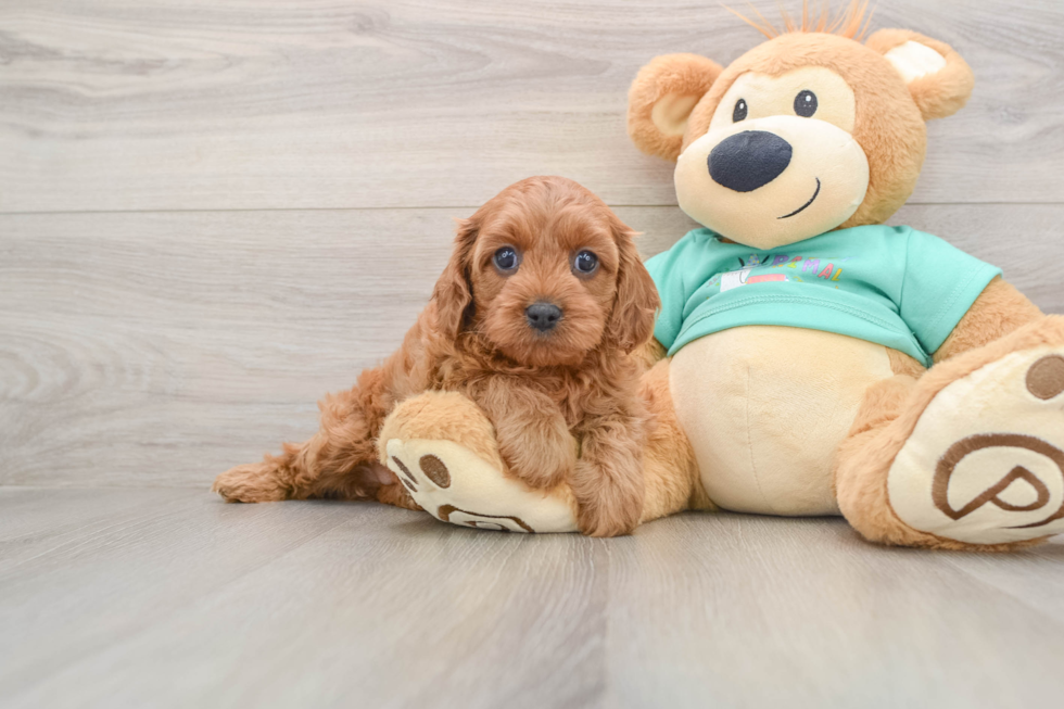 Cavapoo Pup Being Cute