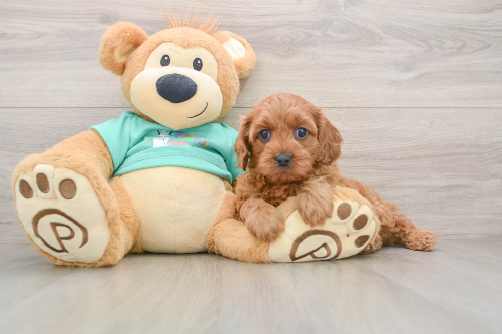 Little Cavipoo Poodle Mix Puppy