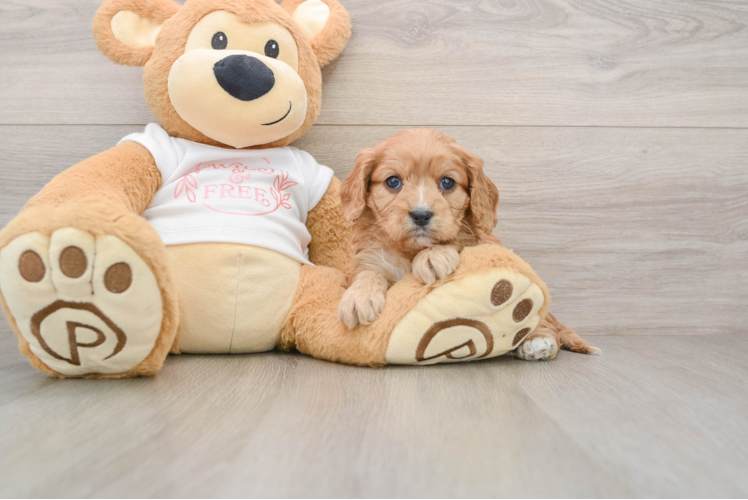 Popular Cavapoo Poodle Mix Pup
