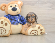 9 week old Cavapoo Puppy For Sale - Puppy Love PR
