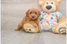 Cavapoo Pup Being Cute