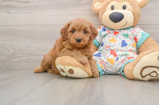 Cavapoo Pup Being Cute