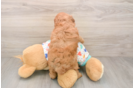 Smart Cavapoo Poodle Mix Pup