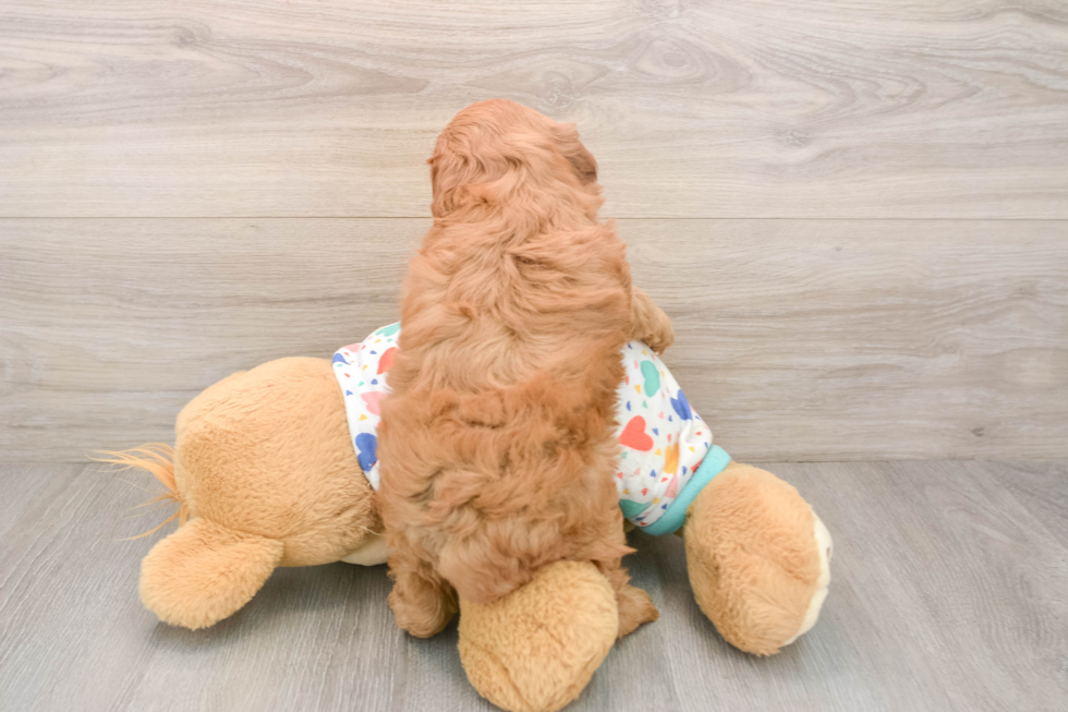 Smart Cavapoo Poodle Mix Pup
