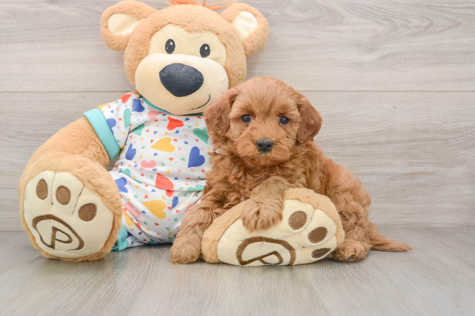Cavapoo Puppy for Adoption