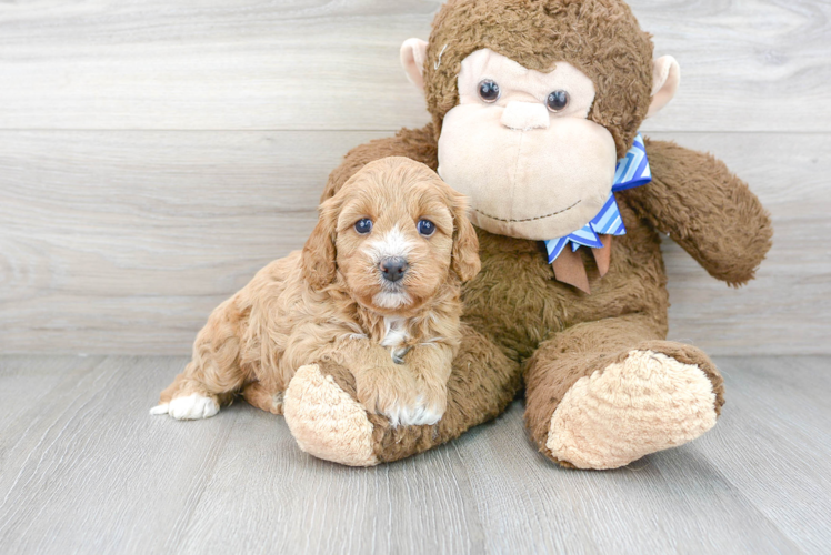 Meet Becca - our Cavapoo Puppy Photo 1/3 - Puppy Love PR Best Cavapoo Baby
