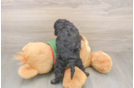 Cavapoo Puppy for Adoption