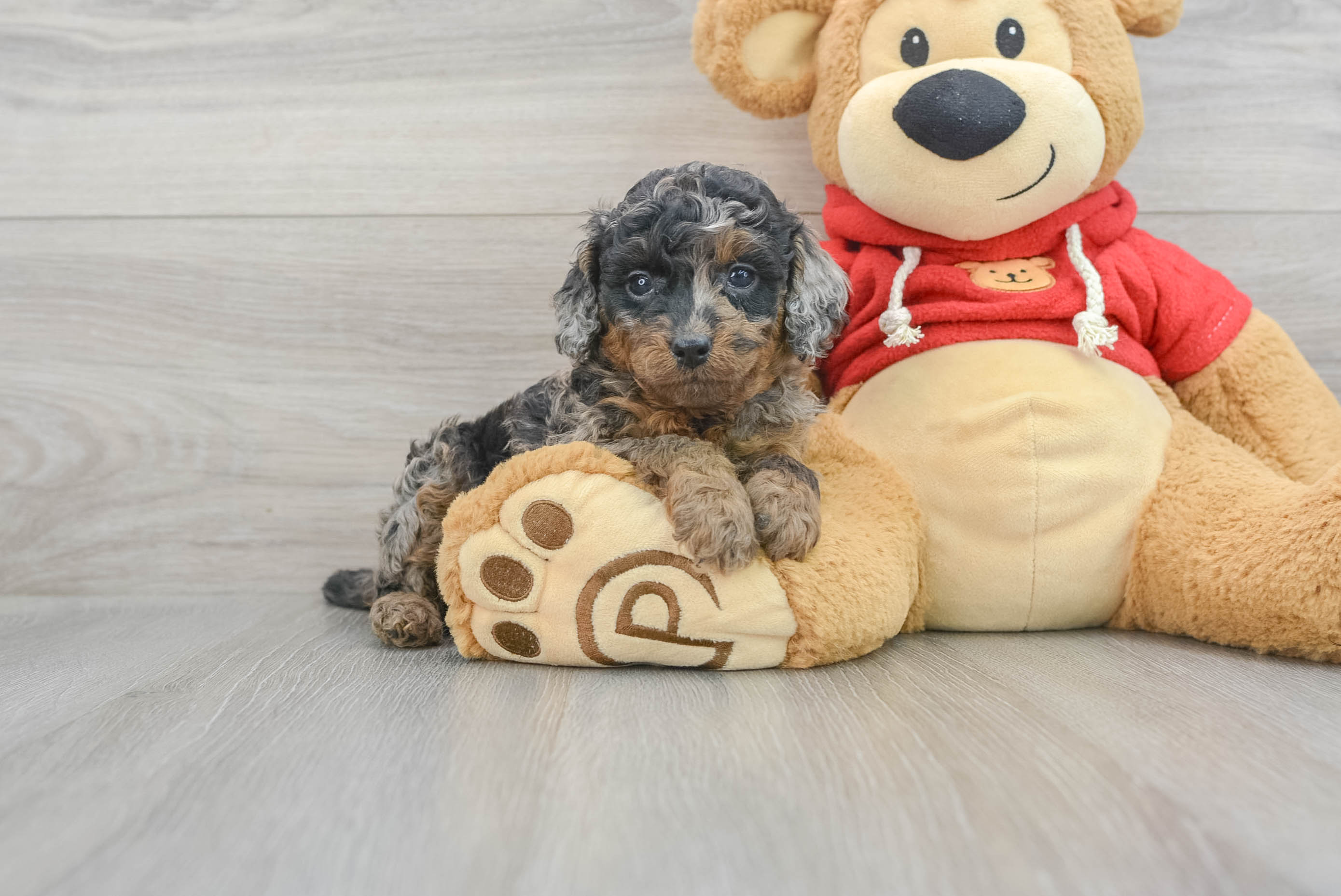 Sweet Cavapoo Baby
