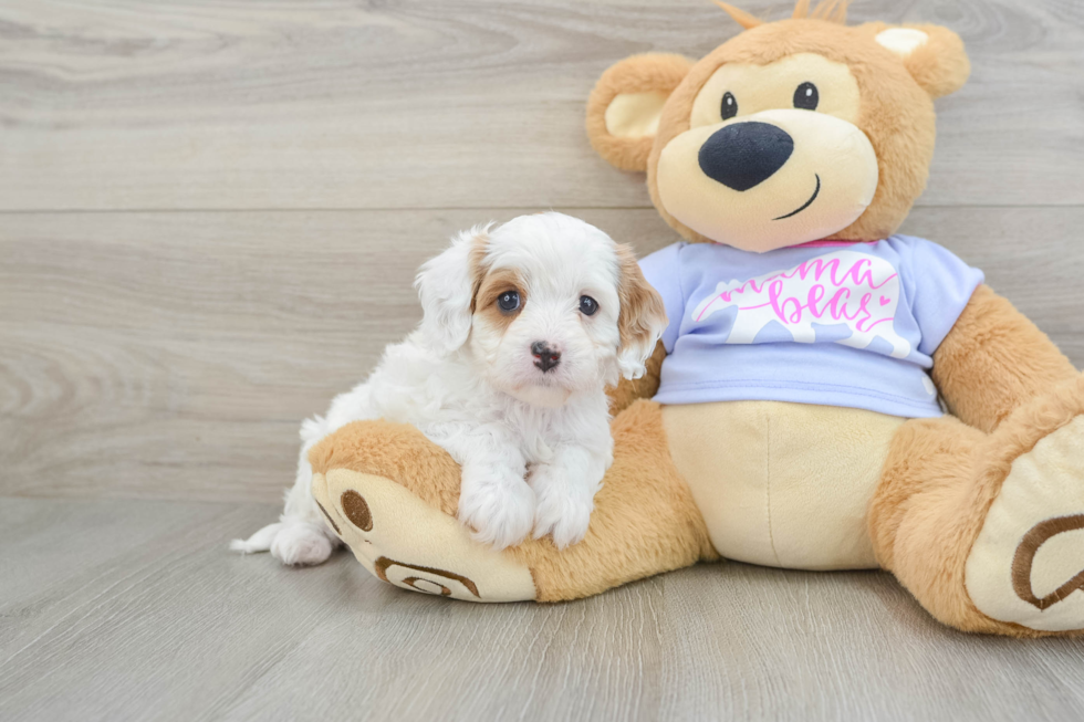 Cavapoo Pup Being Cute