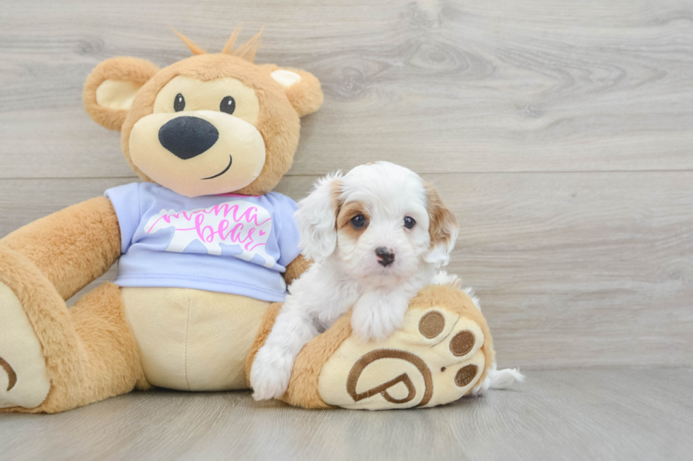 Cavapoo Puppy for Adoption