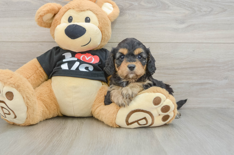 7 week old Cavapoo Puppy For Sale - Puppy Love PR