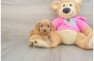 Cavapoo Pup Being Cute