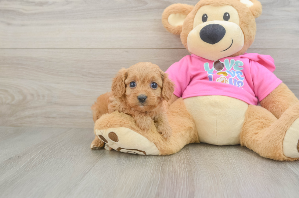 6 week old Cavapoo Puppy For Sale - Puppy Love PR