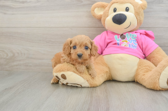 Cavapoo Pup Being Cute