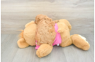 Popular Cavapoo Poodle Mix Pup