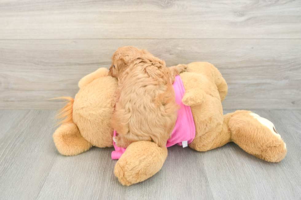 Popular Cavapoo Poodle Mix Pup
