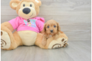 Cavapoo Pup Being Cute