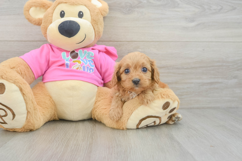 Cavapoo Pup Being Cute