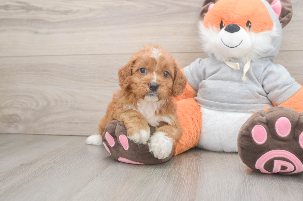 5 week old Cavapoo Puppy For Sale - Puppy Love PR