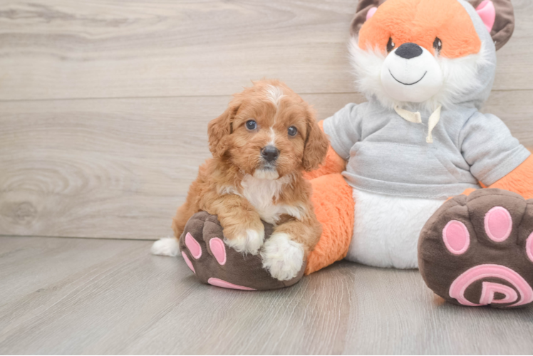 Meet Betsie - our Cavapoo Puppy Photo 1/3 - Puppy Love PR Best Cavapoo Baby