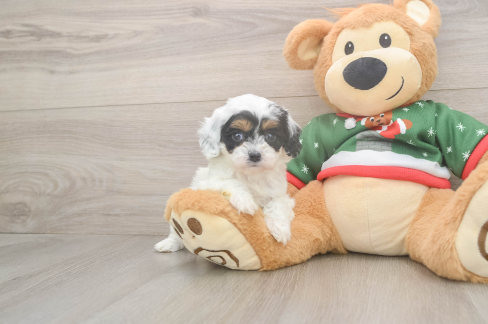 5 week old Cavapoo Puppy For Sale - Puppy Love PR